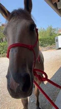 Pensavo di dover imparare il suo linguaggio e invece è stato lui a farmi sentire compreso.🐴✨#horse
