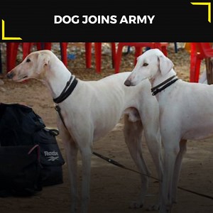 5.4K reactions · 11K shares | Mudhol Breed from Northern Karnataka is going to be the first Indian breed to serve in the army! | TheBetterIndia | Facebook