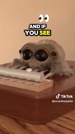 Adventures of Lucas the Spider: A Musical Journey