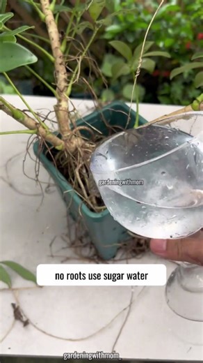Gardening With Mom on Instagram: ""🌸 These Water-Grown Flowers Are Simply Stunning! No soil, no mess — just clean beauty growing in water. You’ll be amazed! 🌿💧 #HydroponicFlowers #FlowerCare #IndoorPlants #WaterPropagation #FlowerLovers #PlantMagic #GreenThumb #MinimalGardening #BloomAndGrow #NatureInYourHome""