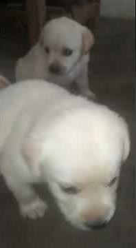 Free labrador puppies for adoption