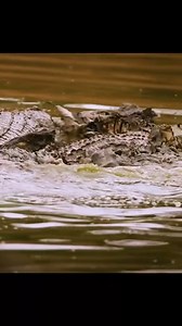 1.7M views · 10K reactions | 5 Wildlife Survival #natural #Hunter #hunter #animallife #huntsville #survival #wildlifephotography #r | HOLY CROSS GAME FARM | Facebook