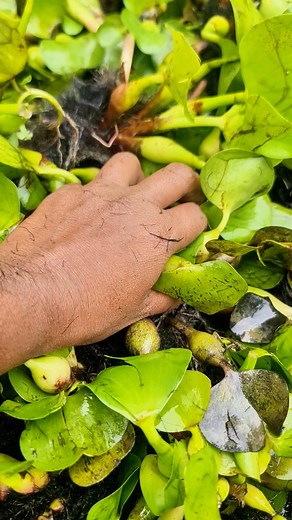 The Dangerous Northern Snakehead Fish! | Fishy Story