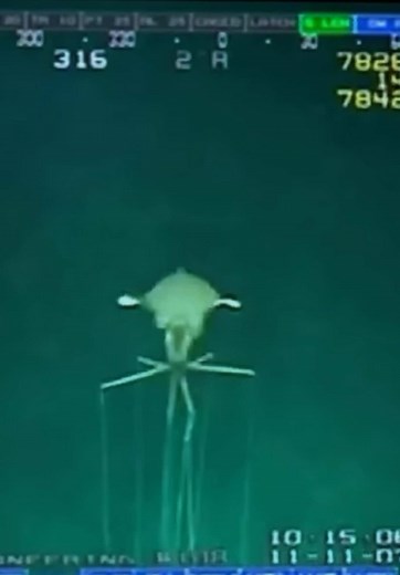 驚人的大鰭魷魚：深海的神秘生物