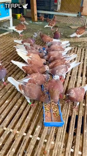 Exploring the Red Racing Pigeons Loft