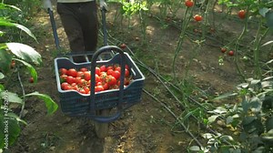 harvesting fresh ripe tomatoes grown in a greenhouse. greenhouse crops, tomatoes for sale. agriculture industry vegetable produce