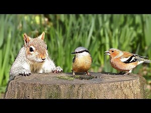 TV for Dogs - A Video for Dogs Watch - Featuring Birds and Squirrels ✅