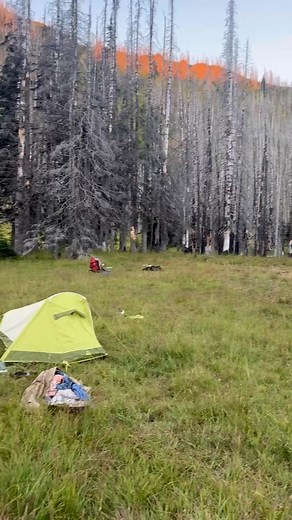 6a.m elk and goats in camp | Tony Longoria