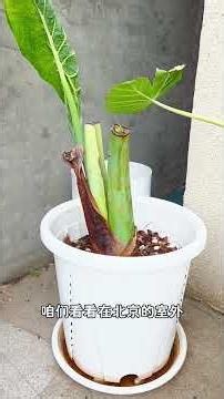 How to Grow Elephant Ears: A Step-by-Step Guide for Outdoor Cultivation