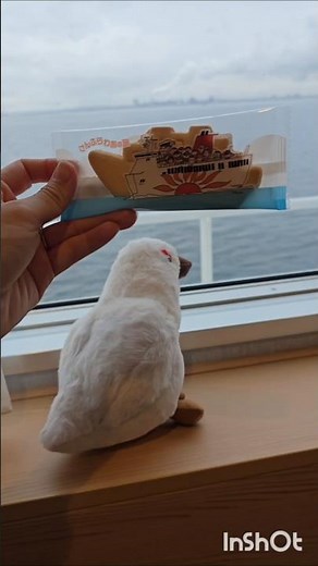 Sunflower Ferry from Osaka to Beppu/さんふらわあ 大阪～別府