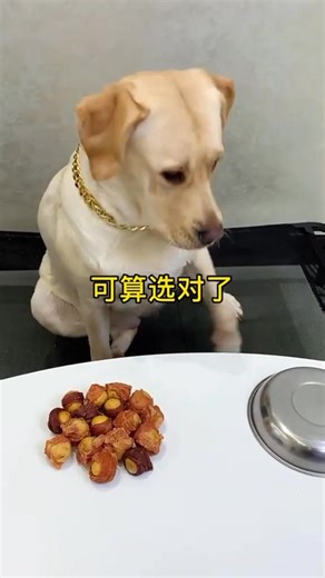 Dog: It’s all mine! #dog #funnyvideos #petcare #doggo #pet #petlovers #animals #funny #doglife #fun | Annie