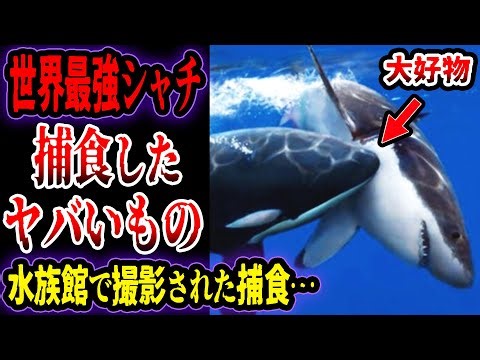 [Slow commentary] The most dangerous thing that came out of the stomach of the world's strongest ...
