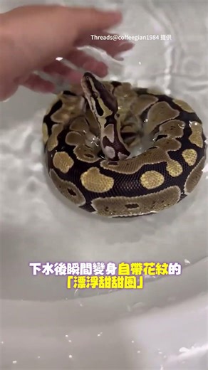 【洗澡要儀式感】球蟒洗手台泡水！媽咪幫轉圈圈超Chill #Shorts