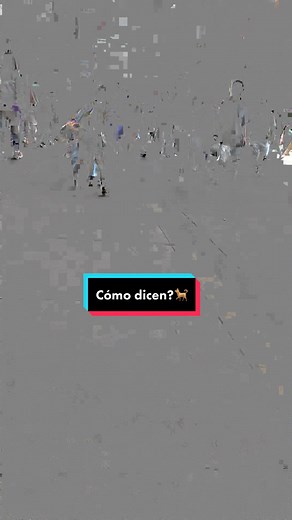 Dog Dressed in Human Costume Walks Urban Street