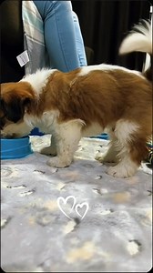 10K views · 700 reactions | These wee guys are so cute  #shihtzu #puppylove #shihtzulovers #dogmom #fblifestyle @top fans | Shih Tzu Cuteness | Facebook