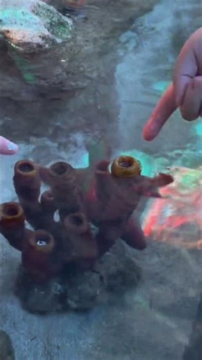 This Shark Just Swam OVER Me 😳🦈 (Sydney Aquarium)