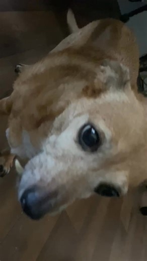 Happy Halloween from Missy her tooth falling out fell out lol | Auntiemary Lopez | Facebook