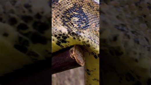 Snakes slither and interact in their natural habitat