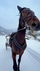 Ikke ofte ma kan klippe sammen en liten video og vips er 200 eiere fornøyde😊 Dette er nemlig Kjerringhesten 2025 og Gubbehesten , som er andelslag bestående av 100 personer hver. Excalibur Sun og Fabstile regnes nå som toåring siden alle travhester for enkelhets skyld har bursdag 1.januar. Smågutta er godt i gang med grunntreningen og i dag økte vi distansen til 9 km. Tempoet er rolig, vi jogger i 2.30-2.00-fart i kupert terreng og legger inn korte skrittepauser. Treneren har ALDRI trent fram e