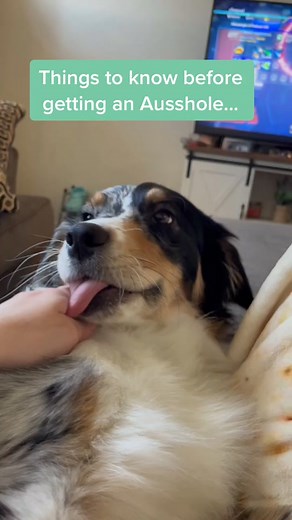 Essential Tips for Australian Shepherd Owners