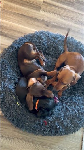 Doxie Wrestling while I work #puppy #barkbox #cat #doxiedad #dachshund #dog #funny #doglife