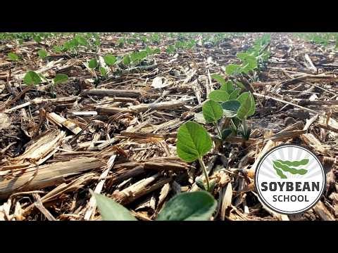 Soybean School: Boosting no-till plant stands without hiking seed rates