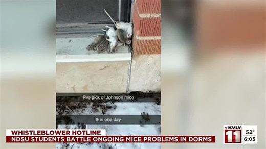 “We’ve caught probably 20″: NDSU students battle ongoing mice problems in dorms | Haystack News
