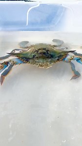 42K views · 368 reactions | Fact checkers say crabs lay more than...