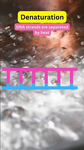 Taq Polymerase and Thermal Stability #PCR #DNAAmplification #Biotechnology #MolecularBiology