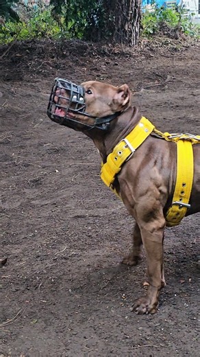odin_pitbull_ukc on Instagram: "ODIN bientôt Papa...😍 the American Pit Bull Terrier #ChiensDeSport #Dogs #ConseilsChiens #chiens #AnimauxBelgique"