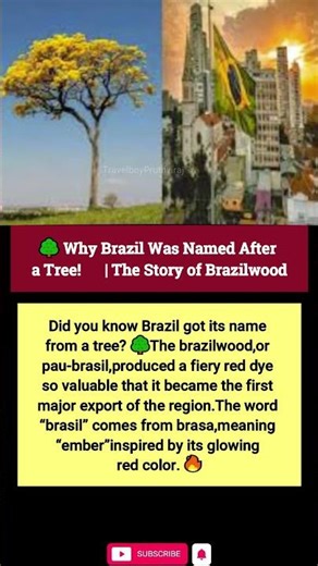 🌳 Why Brazil Was Named After a Tree! 🇧🇷 | The Story of Brazilwood