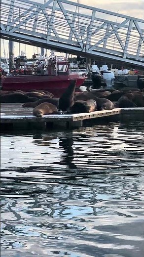 Harbor Seals Take Over Shilshole Marina Docks 🦭
