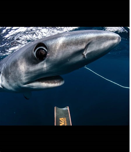 Prionace Glauca, the most beautiful eyes of the ocean. #nature #sharks #ocean #sharkweek #sharkdiving #uwphotography