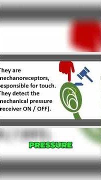 How Pacinian Corpuscles Detect Touch, Pressure, and Vibration #shorts