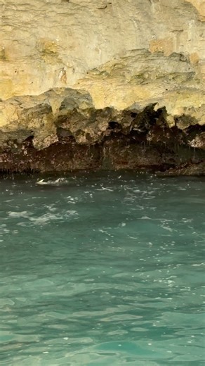 Arabian Fly Sport Fishing on Instagram: "As if permit fishing was not challenging enough. Sometimes the hard part isn’t getting the permit to eat, it’s getting the fly to the permit. #oman #salalah #flyfishing #arabianflysportfishing #permit #sightfishing #africanus #arabianfly"