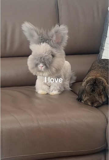 Cute Cartoon Bunny: Adorable Moments with Coco