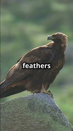 Embrace Change: The Eagle’s Powerful Lesson on Transformation