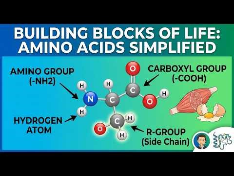 Amino Acids Explained: The Building Blocks of Life | Biology Guide