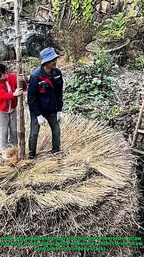 Traditional Straw Stacking: Grandparent-Grandchild Preserve Harvest in Rural Farming