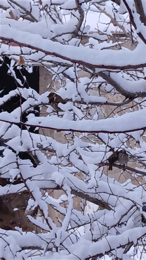 Snow Bird in Tree View 🐦❄️#shorts #nature #travel #mountains #snow #villagelife