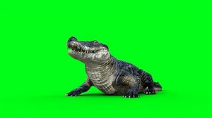 idle aggressive crocodile, alligator, reptile. 4k green screen isolate.