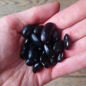 Ayocote Negro, Pole Runner Bean, Heirloom Garden Seeds Open Pollinated Container Gardening Vegetable Seeds Non-gmo Seed Packet Oaxaca Mexico - Etsy