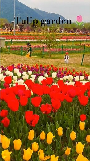 Unseen beauty of tulips 🌷 #flowers #nature #love #travel #beautiful #viral #subscribe