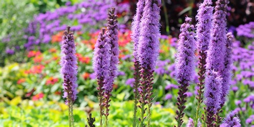 10 bulbs to plant in March for a summer garden bursting with colour, from gladiolus to lilies