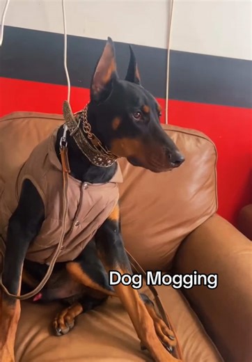 At 5 months old, this puppy was Mogging your puppy! #mogged #dogmog #doberman #dogsofinstagram #dogtraining