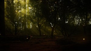 firefly in misty forest with fog