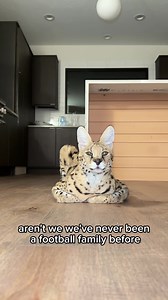 Our American Football teams won today 🤪 | Chloe the Serval