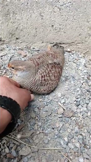 Beautiful Birds of Nature #beautifulanimals #wildlife #vibrantbirds #birds #beautifulbirds