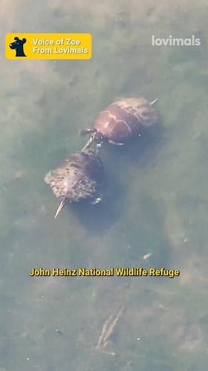 The reason these turtles slap each other might surprise you...🤭 | Lovimals