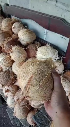 COLLECTING COCONUT FOR EXPORT #coconut #export